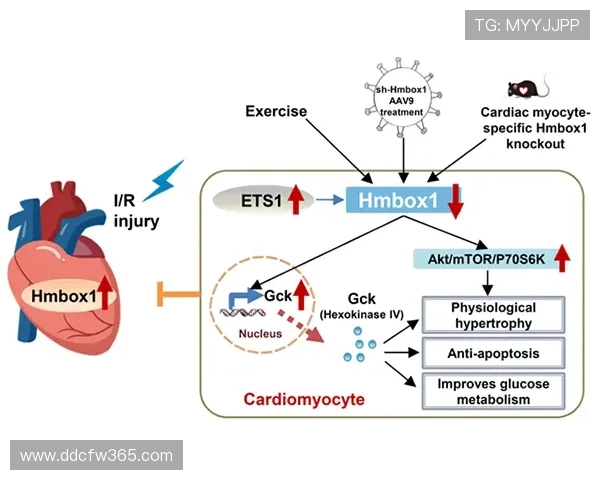 支链氨基酸在运动营养与代谢调控中的关键作用解析机制与应用前景探讨 - 副本 - 副本